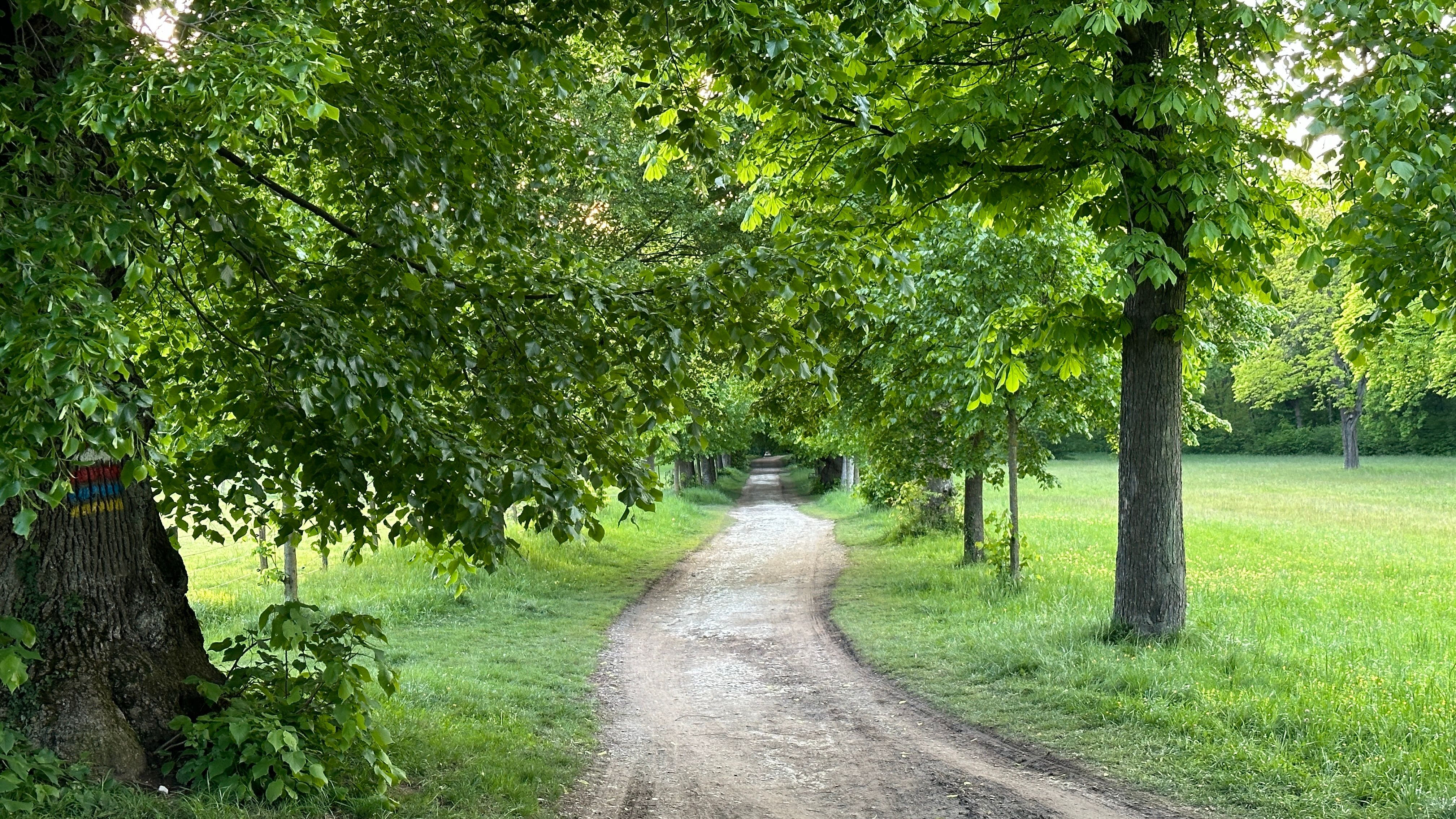 Lindenallee Wüste Mannersdorf