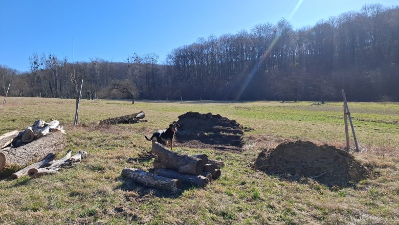 Eine K&auml;ferburg entsteht ...